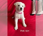 Puppy Pink Girl Gerberian Shepsky