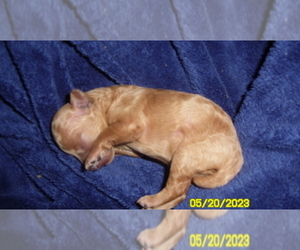 Poodle (Toy) Puppy for sale in DULUTH, GA, USA