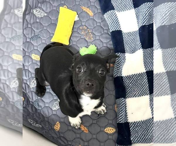Medium Photo #9 Chihuahua-Unknown Mix Puppy For Sale in New York, NY, USA