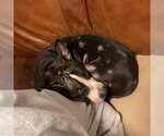 Small Photo #2 Mutt Puppy For Sale in Yardley, PA, USA