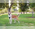 Small #8 Mutt