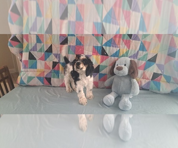 Medium Photo #3 Cocker Spaniel Puppy For Sale in WINDERMERE, FL, USA