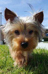 Yorkshire Terrier Puppy for sale in OCEANSIDE, CA, USA