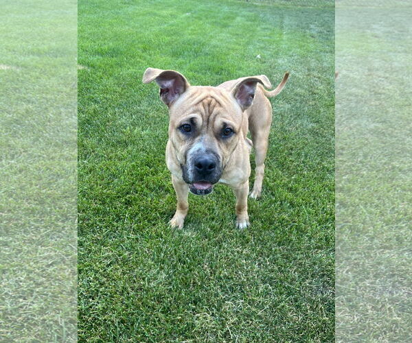 Medium Photo #2 Bullboxer Pit Puppy For Sale in Princeton, MN, USA