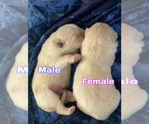 Golden Pyrenees Puppy for sale in STAMPING GRD, KY, USA