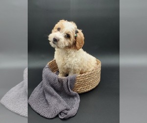Goldendoodle-Poodle (Miniature) Mix Puppy for sale in GOSHEN, IN, USA
