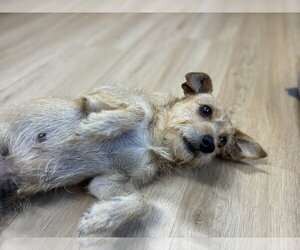Mutt Dogs for adoption in Raleigh, NC, USA