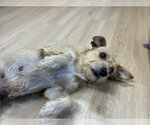 Lucy - Female Mutt Dog for Adoption - Small photo