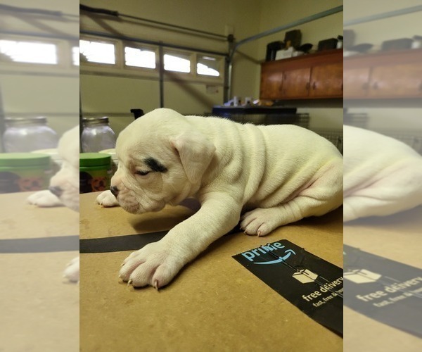 Medium Photo #6 American Bulldog Puppy For Sale in HENRICO, VA, USA