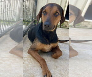 Georgia - Female Black and Tan Coonhound-Labrador Retriever Mix Dog for Adoption - Photo #5