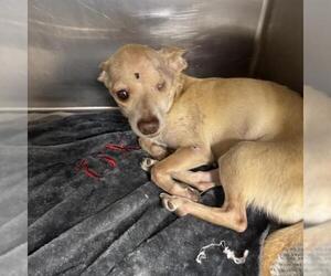 Chihuahua Dogs for adoption in San Antonio, TX, USA