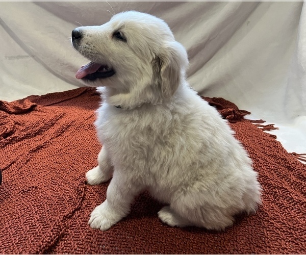 Medium Photo #26 Anatolian Pyrenees Puppy For Sale in CULDESAC, ID, USA