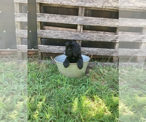 Bernedoodle Puppy for sale in MIDLAND, NC, USA