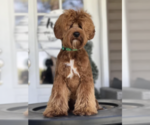 Small Photo #1 Australian Labradoodle Puppy For Sale in BRUSH PRAIRIE, WA, USA