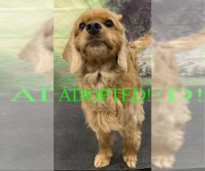 Cocker Spaniel Dogs for adoption in Westminster, MD, USA