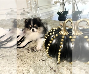 Pomeranian Puppy for sale in CHINO HILLS, CA, USA