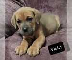 Small Photo #6 Cane Corso Puppy For Sale in POMEROY, OH, USA