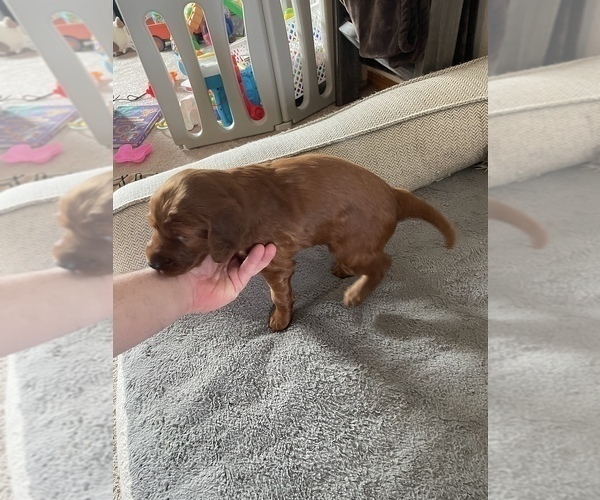 Medium Photo #3 Irish Setter Puppy For Sale in SEQUIM, WA, USA