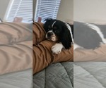 Small Photo #1 Cavalier King Charles Spaniel Puppy For Sale in NEW BRAUNFELS, TX, USA