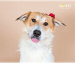 Small #8 Australian Shepherd Mix
