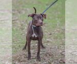 Small #2 Labrador Retriever Mix