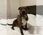 Small #1 Bull Terrier Mix