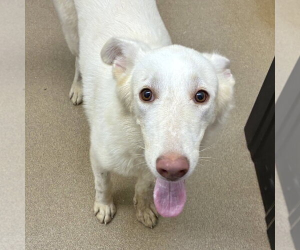 Medium Photo #2 Siberian Husky-white german shepherd Mix Puppy For Sale in Rockaway, NJ, USA