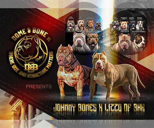 American Bully Puppy for Sale in SNELLVILLE, Georgia USA