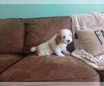 Small #3 Aussie-Poo