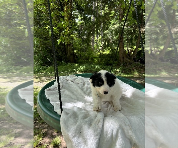 Medium Photo #1 Border-Aussie Puppy For Sale in ENUMCLAW, WA, USA