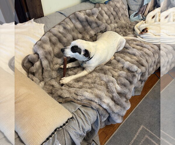Medium Photo #10 Mutt Puppy For Sale in Rockaway, NJ, USA