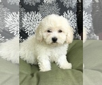 Small Photo #1 Bichpoo Puppy For Sale in BOWLING GREEN, KY, USA