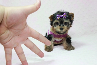 Yorkshire Terrier Puppy for sale in SYLVA, NC, USA
