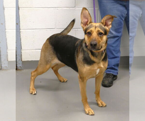 Medium Photo #2 German Shepherd Dog-Unknown Mix Puppy For Sale in Pittsburgh, PA, USA