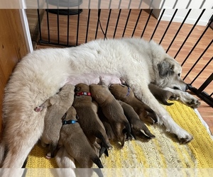 Great Pyrenees-Mastiff Mix Puppy for sale in ASHBY, MA, USA