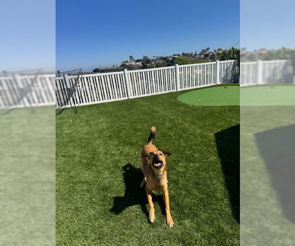 Medium Photo #4 Mutt Puppy For Sale in San Diego, CA, USA