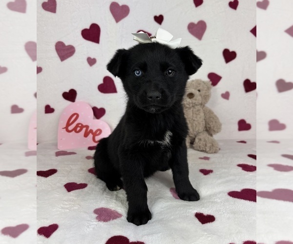 Medium Photo #2 German Shepherd Dog-Miniature American Shepherd Mix Puppy For Sale in FRANKLIN, IN, USA