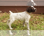 Puppy Cream German Shorthaired Pointer-German Wirehaired Pointer Mix