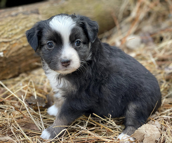 Medium Photo #5 Miniature Australian Shepherd Puppy For Sale in PERU, NE, USA