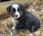 Small #4 Miniature Australian Shepherd