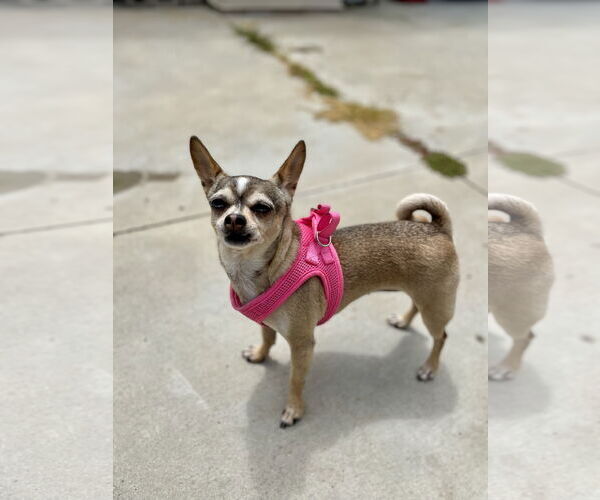 Medium Photo #4 Chihuahua Puppy For Sale in San Diego, CA, USA