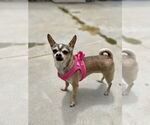 Small #3 Chihuahua
