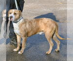 Small #4 American Bulldog-American Staffordshire Terrier Mix
