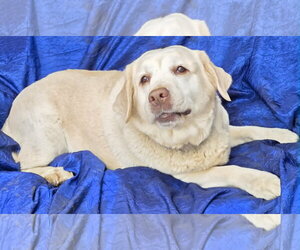 Emma - Female Mutt Dog for Adoption - Photo #2