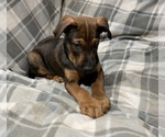 Small Photo #14 Belgian Malinois-Doberman Pinscher Mix Puppy For Sale in MILLBROOK, NY, USA