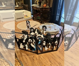 Great Dane Puppy for Sale in LOCKPORT, Illinois USA