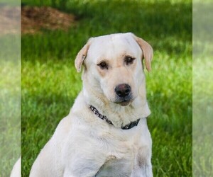 Mother of the Labrador Retriever puppies born on 03/31/2025