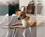 Small #2 Chihuahua Mix
