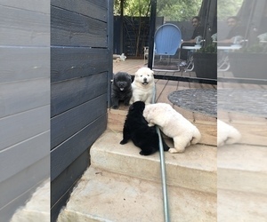 Chow Chow Puppy for sale in LA SIERRA, CA, USA
