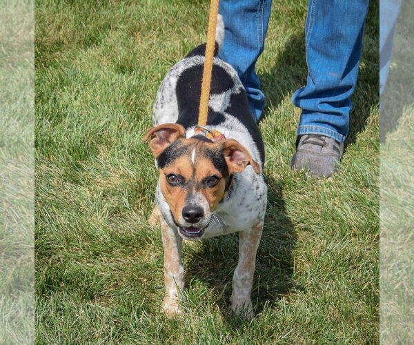 Medium Photo #4 Beagle-Unknown Mix Puppy For Sale in Huntley, IL, USA